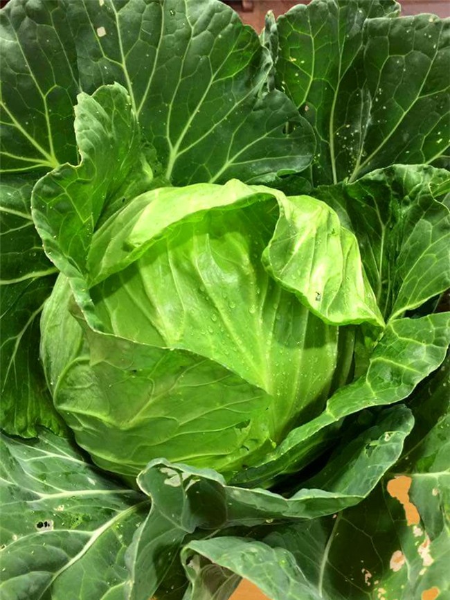 me viet xu dai don noi nho nha vao viec trong vuon rau 