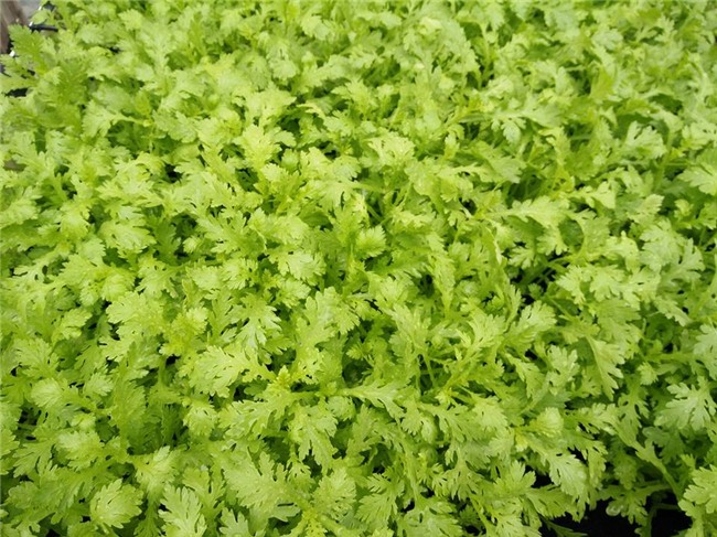 me viet xu dai don noi nho nha vao viec trong vuon rau 