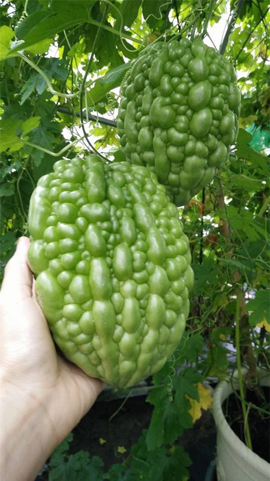me viet xu dai don noi nho nha vao viec trong vuon rau