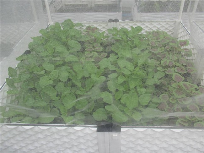 me viet xu dai don noi nho nha vao viec trong vuon rau 