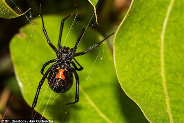 bo me ta hoa khi phat hien su that dang sau vet tham tim o chan con gai 5 tuoi - 3