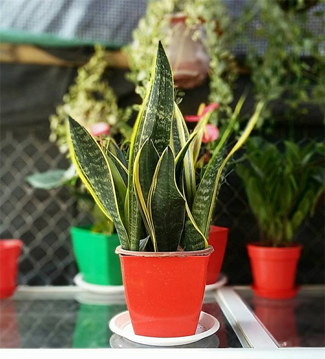 cay luoi ho: loai cay loc doc to cuc tot, duoi van xui, hut tai loc ma ai cung muon trong - 2