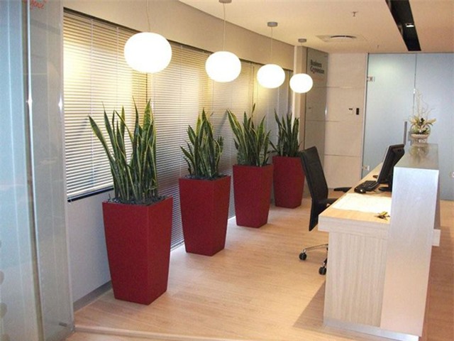 cay luoi ho: loai cay loc doc to cuc tot, duoi van xui, hut tai loc ma ai cung muon trong - 3