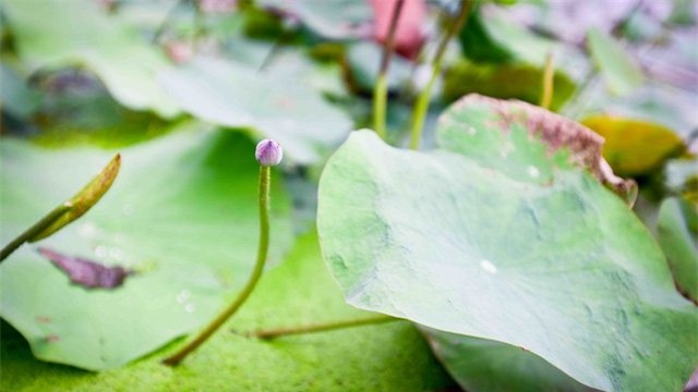 hoa sen, sen cổ, đầm sen, sen quý