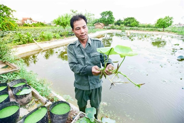 hoa sen, sen cổ, đầm sen, sen quý