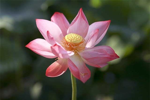 hoa sen, sen cổ, đầm sen, sen quý