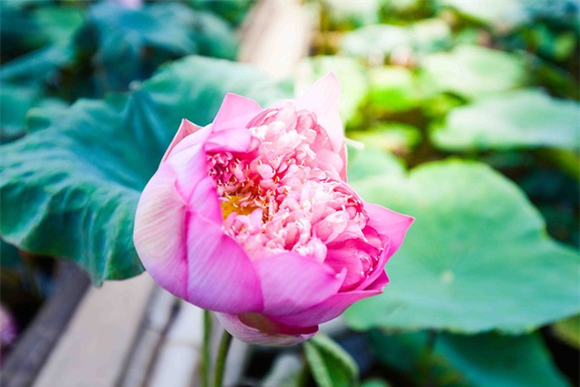 hoa sen, sen cổ, đầm sen, sen quý