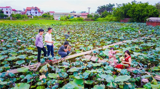 hoa sen, sen cổ, đầm sen, sen quý