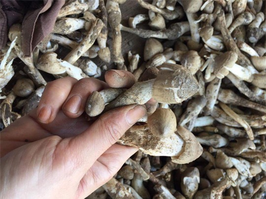 nấm mối, nấm hương,