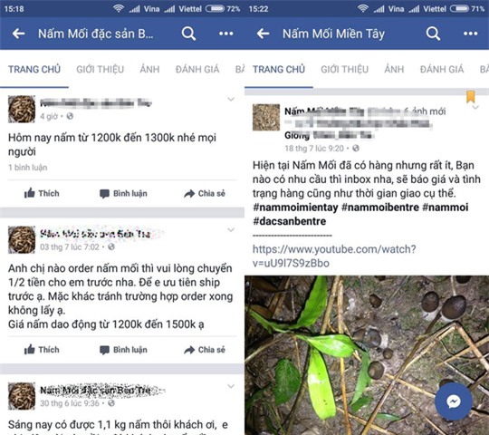 nấm mối, nấm hương,