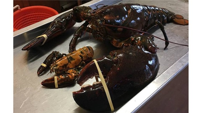 tôm, tôm hùm, hải sản, ngư dân