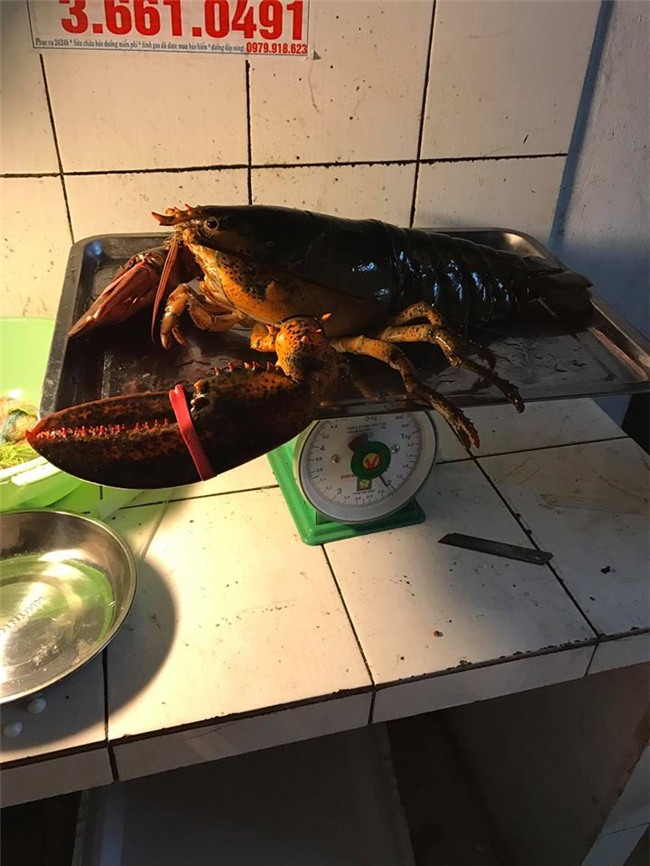 tôm, tôm hùm, hải sản, ngư dân