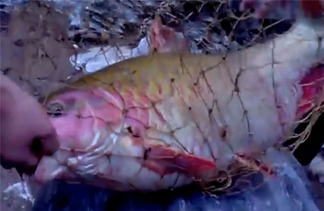 cá khủng, thủy quái sông Đà