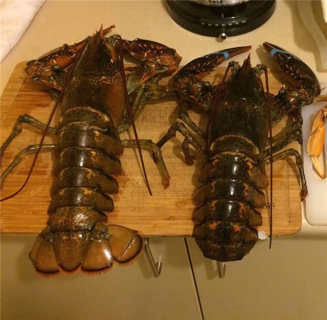 tôm hùm, gia vị, cá trắm đen, lươn vàng, phở, cua biển, đường hóa học, thực phẩm bẩn, thịt lợn