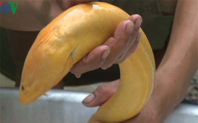 tôm hùm, gia vị, cá trắm đen, lươn vàng, phở, cua biển, đường hóa học, thực phẩm bẩn, thịt lợn