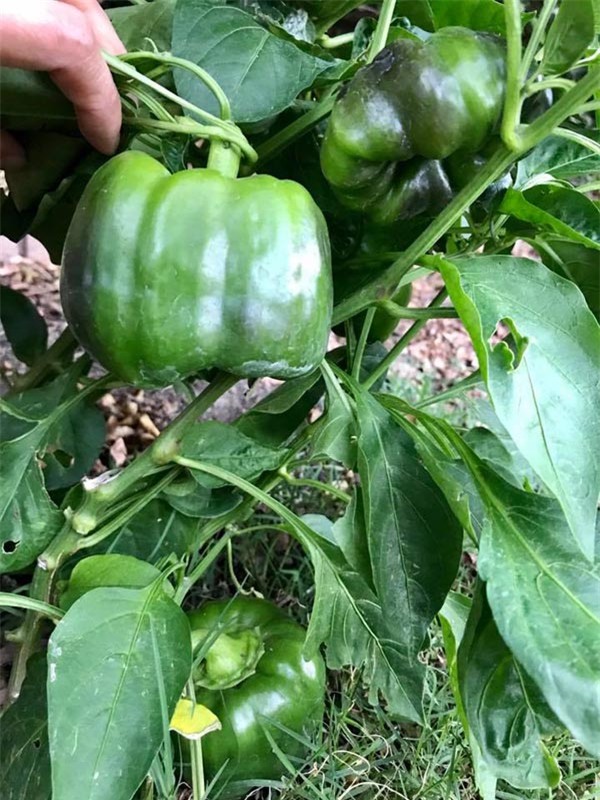 thich me vuon rau trai "an mai khong het" cua hoa hau duong my linh tren dat my - 4