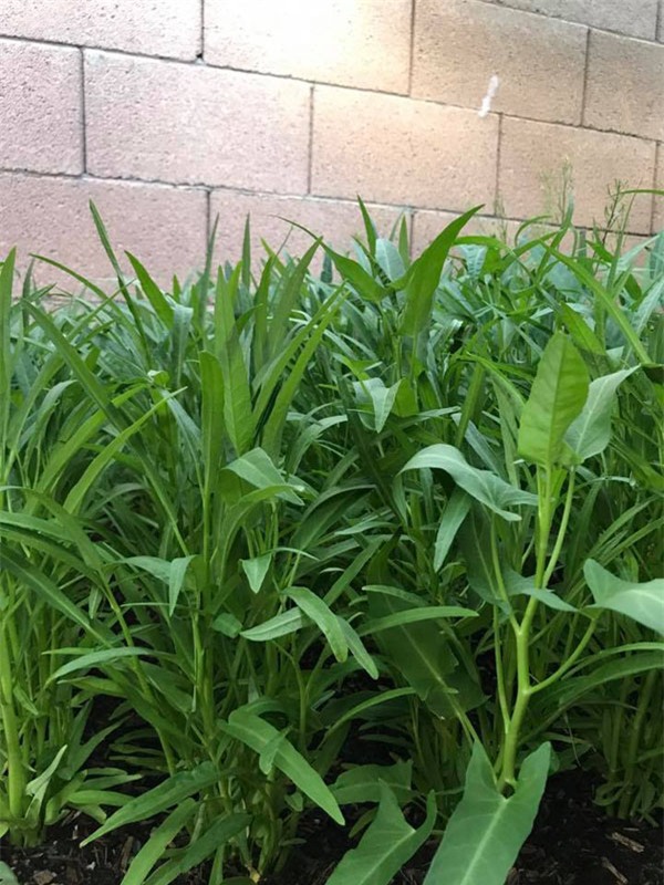 thich me vuon rau trai "an mai khong het" cua hoa hau duong my linh tren dat my - 5