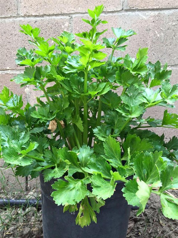 thich me vuon rau trai "an mai khong het" cua hoa hau duong my linh tren dat my - 6