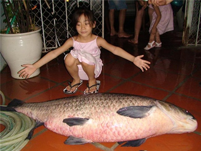 cá trắm đen, cá khủng, thủy quái, cá trắm