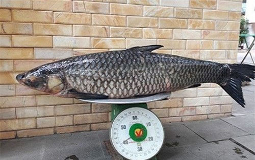 cá trắm đen, cá khủng, thủy quái, cá trắm