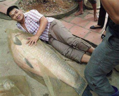 cá trắm đen, cá khủng, thủy quái, cá trắm