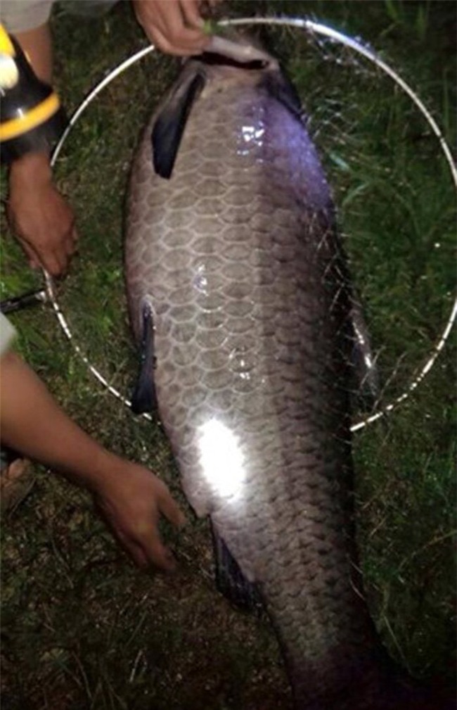 cá trắm đen, cá khủng, thủy quái, cá trắm