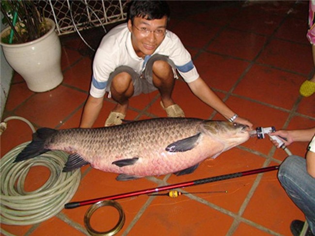 cá trắm đen, cá khủng, thủy quái, cá trắm