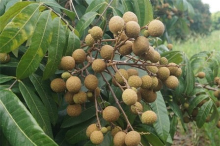 Hà Nội: Nhãn chín muộn ra toàn lá, dân "mếu máo" vì thất thu nặng - 2