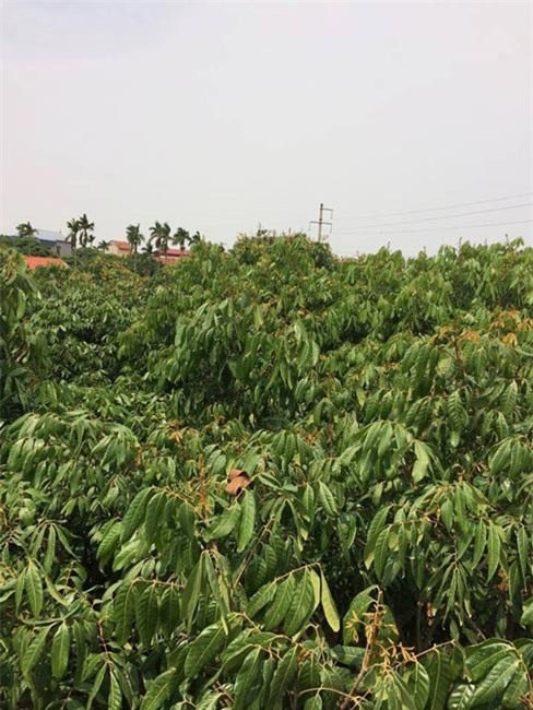 Hà Nội: Nhãn chín muộn ra toàn lá, dân "mếu máo" vì thất thu nặng - 3