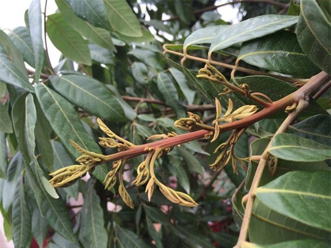 Hà Nội: Nhãn chín muộn ra toàn lá, dân "mếu máo" vì thất thu nặng - 4