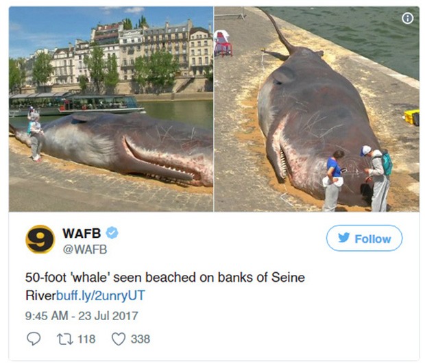 Cá voi khổng lồ phơi nắng giữa lòng Paris khiến người dân và du khách vô cùng kinh ngạc - Ảnh 2.