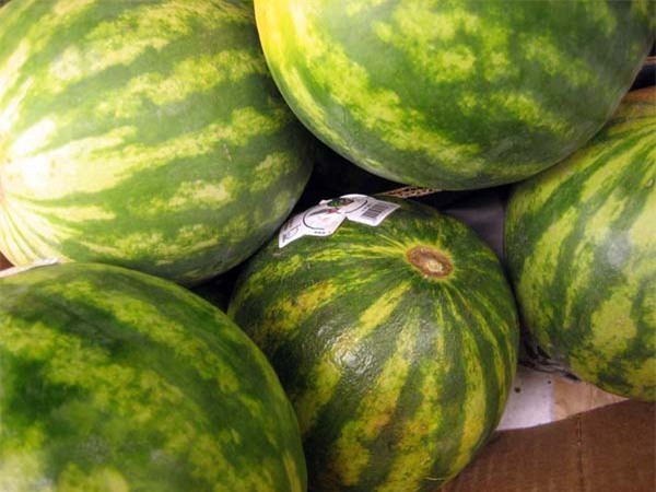 tuyet chieu chon dua hau gion ngot mong nuoc - 3