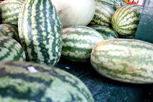 tuyet chieu chon dua hau gion ngot mong nuoc - 4