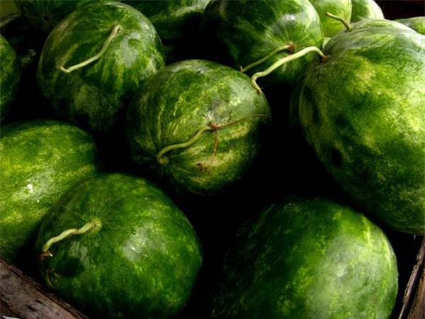 tuyet chieu chon dua hau gion ngot mong nuoc - 5