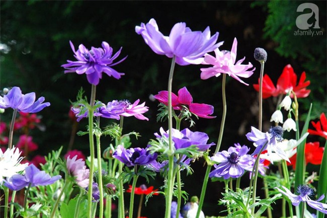 Khu vườn hoa nở suốt bốn mùa đẹp như trong mơ của đạo diễn Nguyễn Hải Anh - Ảnh 14.