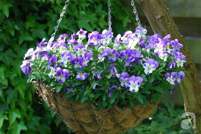 Khu vườn hoa nở suốt bốn mùa đẹp như trong mơ của đạo diễn Nguyễn Hải Anh - Ảnh 16.