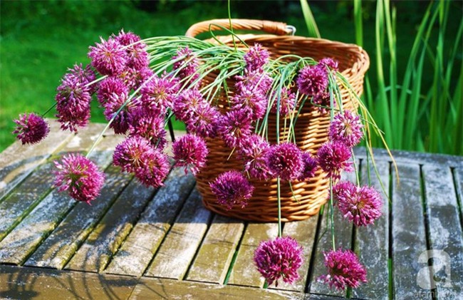 Khu vườn hoa nở suốt bốn mùa đẹp như trong mơ của đạo diễn Nguyễn Hải Anh - Ảnh 17.