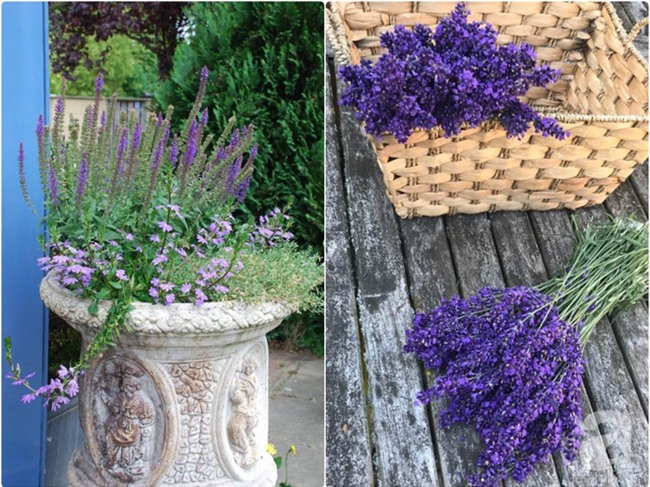 Khu vườn hoa nở suốt bốn mùa đẹp như trong mơ của đạo diễn Nguyễn Hải Anh - Ảnh 20.