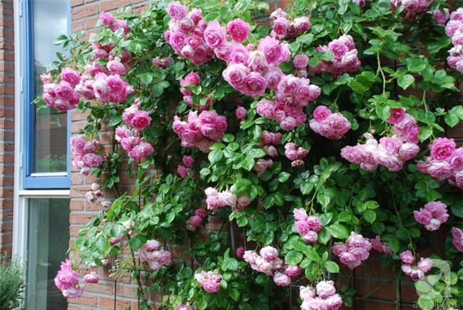 Khu vườn hoa nở suốt bốn mùa đẹp như trong mơ của đạo diễn Nguyễn Hải Anh - Ảnh 23.