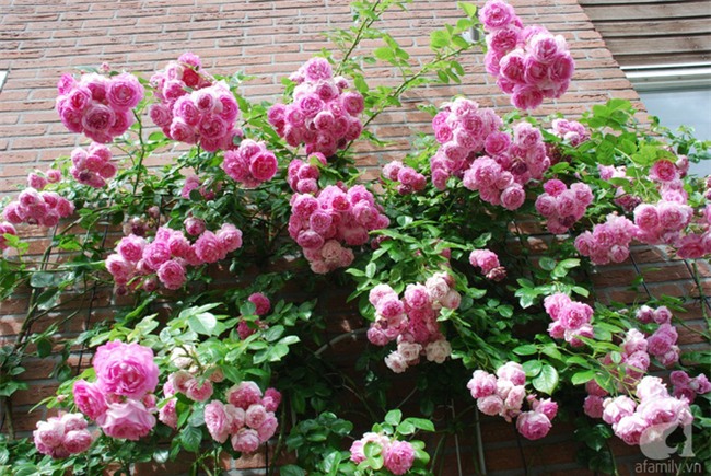 Khu vườn hoa nở suốt bốn mùa đẹp như trong mơ của đạo diễn Nguyễn Hải Anh - Ảnh 24.