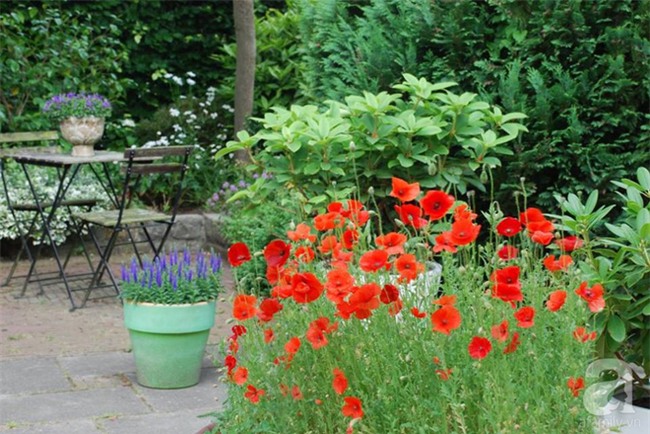 Khu vườn hoa nở suốt bốn mùa đẹp như trong mơ của đạo diễn Nguyễn Hải Anh - Ảnh 5.