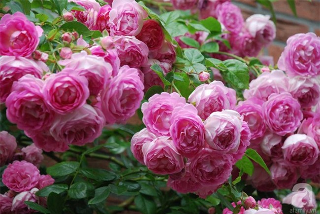 Khu vườn hoa nở suốt bốn mùa đẹp như trong mơ của đạo diễn Nguyễn Hải Anh - Ảnh 25.