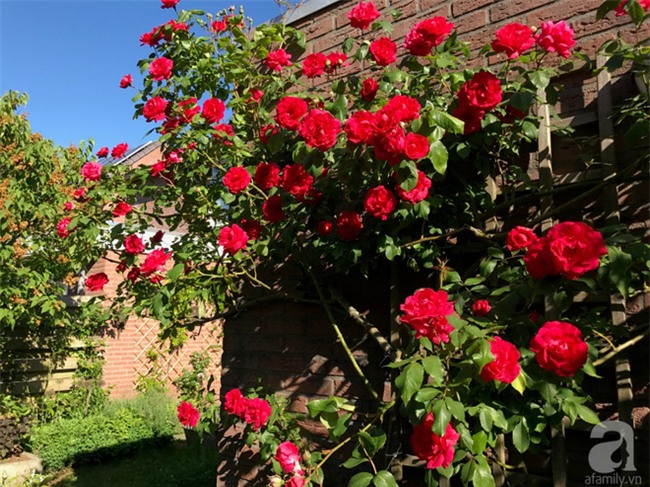 Khu vườn hoa nở suốt bốn mùa đẹp như trong mơ của đạo diễn Nguyễn Hải Anh - Ảnh 28.