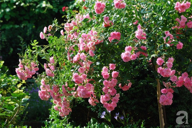 Khu vườn hoa nở suốt bốn mùa đẹp như trong mơ của đạo diễn Nguyễn Hải Anh - Ảnh 30.