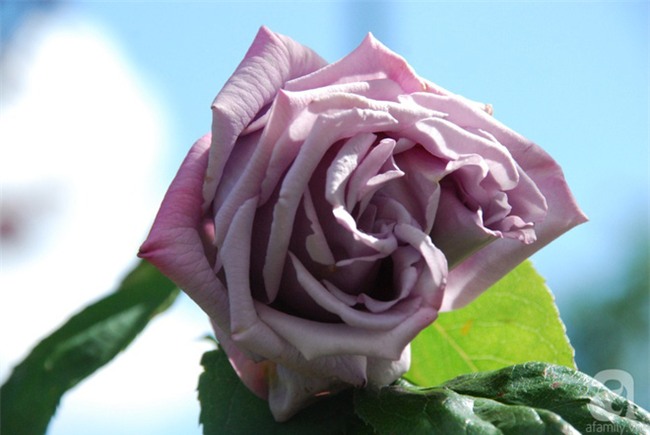 Khu vườn hoa nở suốt bốn mùa đẹp như trong mơ của đạo diễn Nguyễn Hải Anh - Ảnh 31.