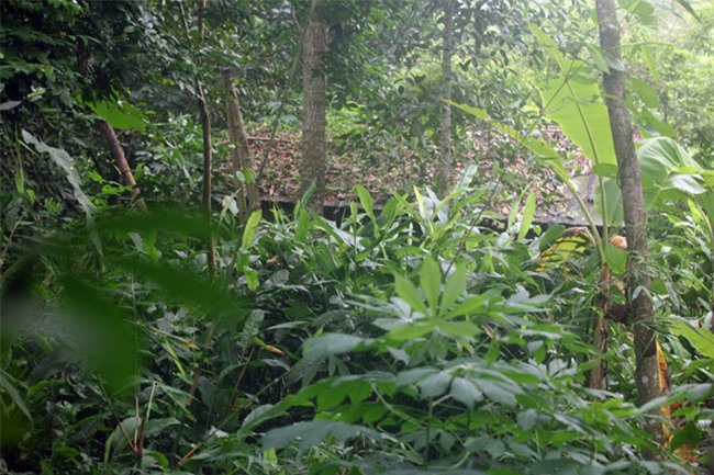 chuyen la: gia dinh tuyet giao voi the gioi ben ngoai gan 20 nam - 7