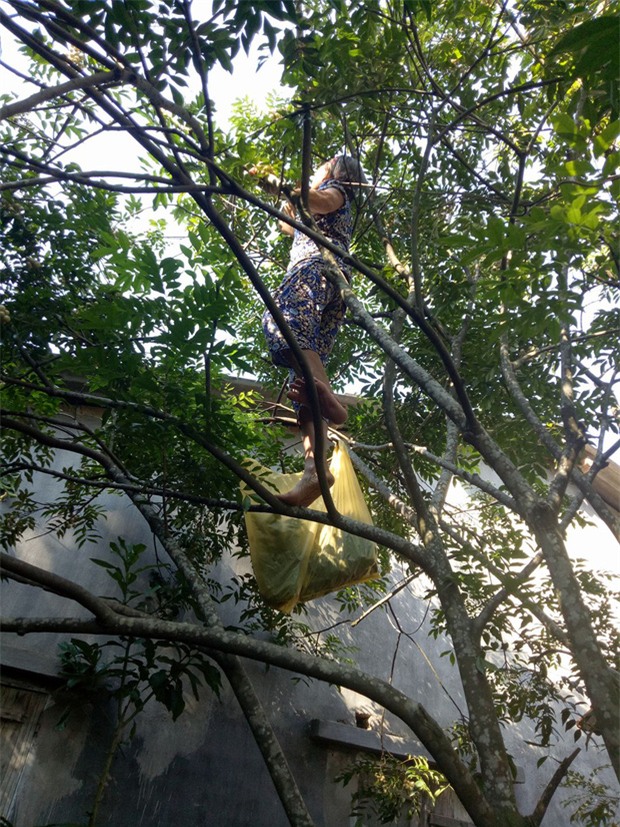 Hình ảnh xúc động: Sợ cháu vất vả, bà ngoại 75 tuổi một mình trèo cây thu hoạch quả - Ảnh 1.