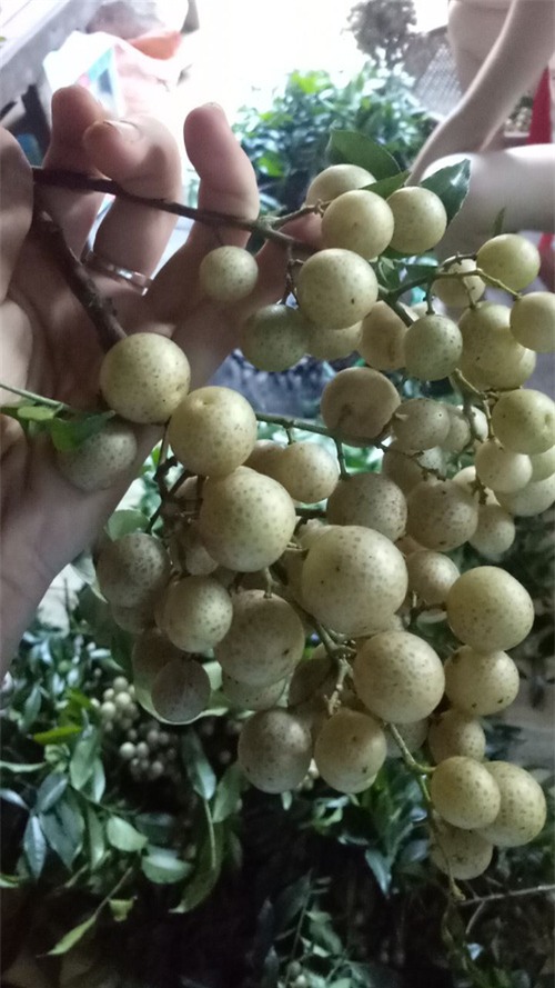 Hình ảnh xúc động: Sợ cháu vất vả, bà ngoại 75 tuổi một mình trèo cây thu hoạch quả - Ảnh 2.