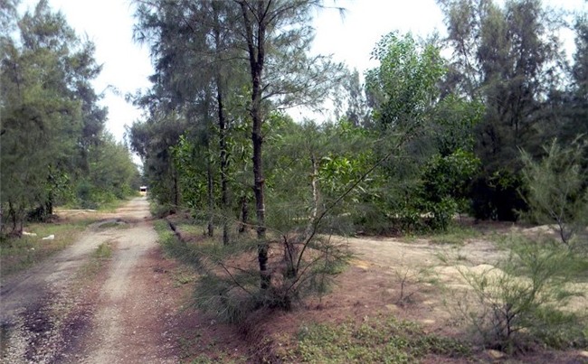 đất ven biển, Tam Kỳ, Quảng Nam, sốt đất, người Trung Quốc