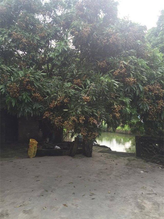 hoa quả Trung Quốc, đội lốt, hàng Tàu, thực phẩm bẩn